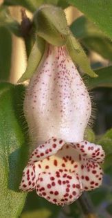 Nematanthus punctatus 2