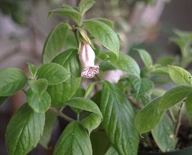 Nematanthus punctatus
