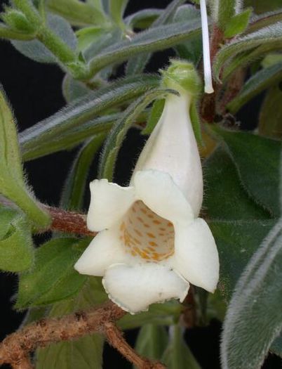 Nematanthus species (albus ined)