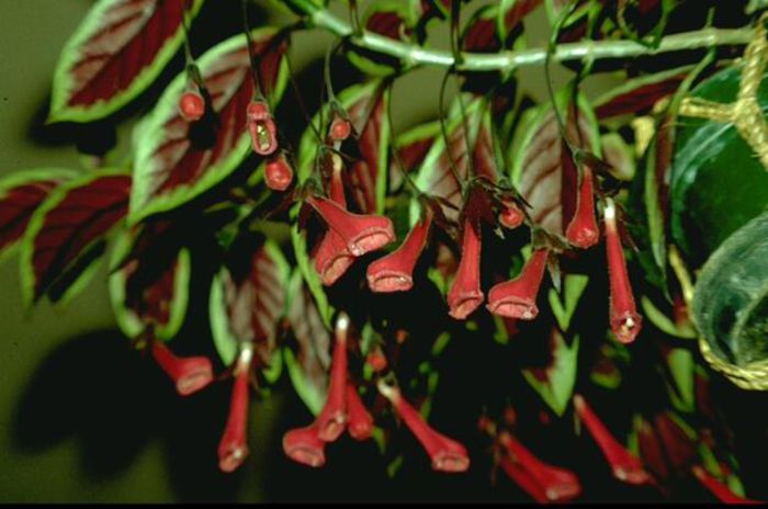 Nematanthus stoplight