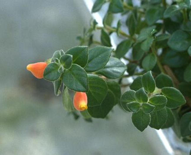 Nematanthus strigillosus 2