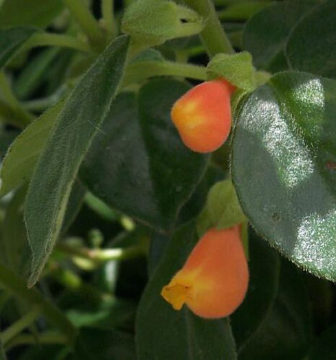 Nematanthus strigillosus