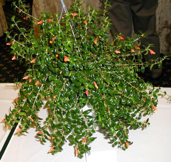 Nematanthus wettsteinii