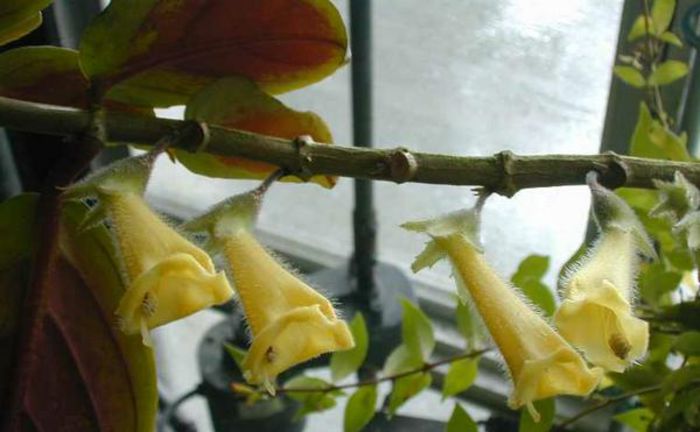 Nematanthus_fluminensis_1