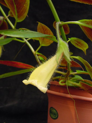 Nematanthus_fluminensis_2