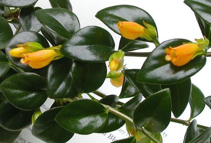 Nematanthus_Hawaiian_Jade