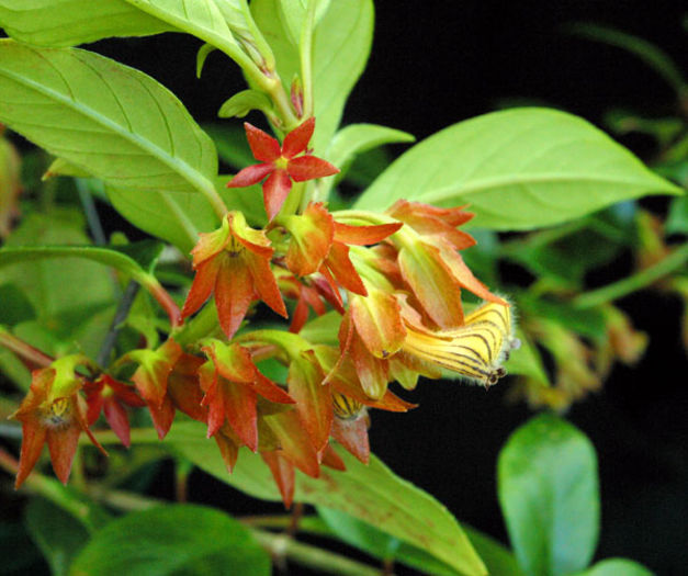 Nematanthus_hirtellus