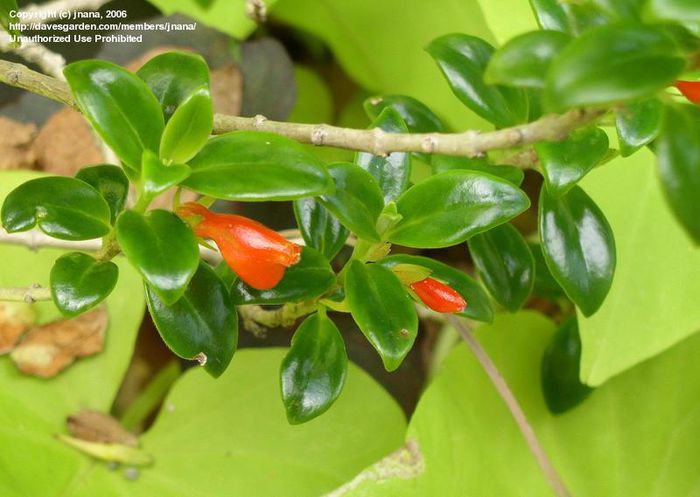 Nematanthus_wettsteinii