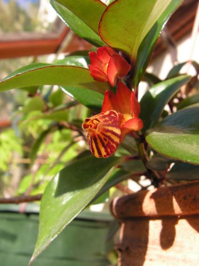 Nemathanthus Tropicana