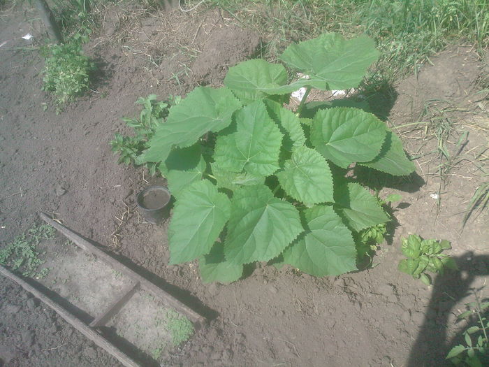 SP_A0447 - paulownia tomentosa