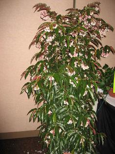 salicifolia-Pridgen