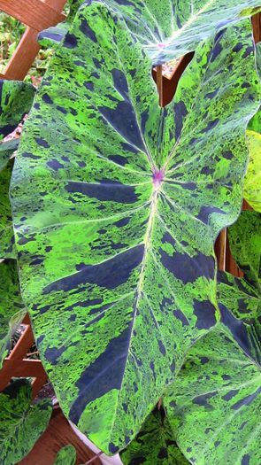 tropical-colocasia-mojito-8-580x1030