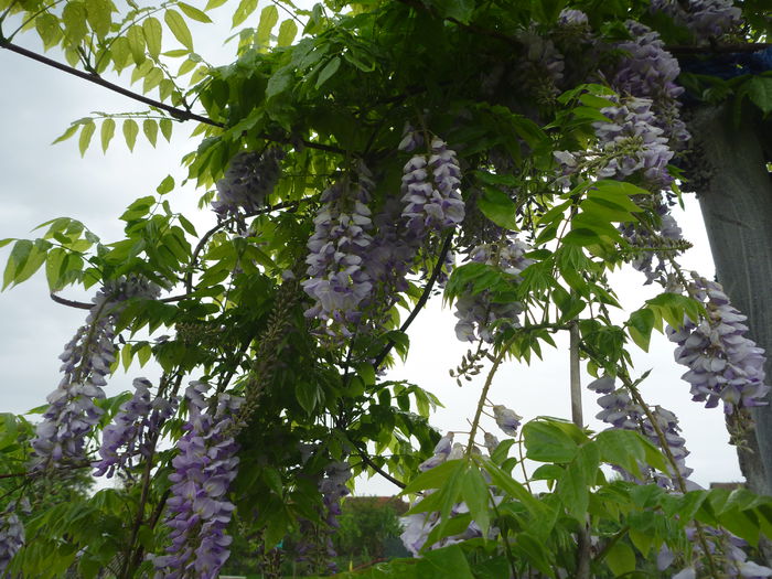 wisteria
