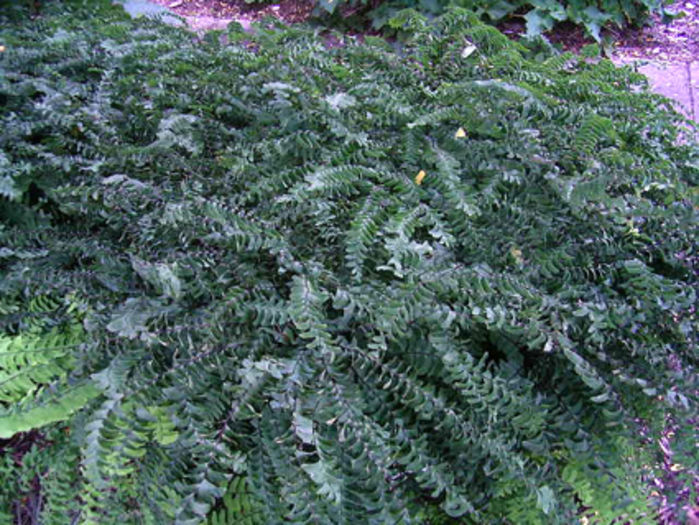 adiantum_pedatum