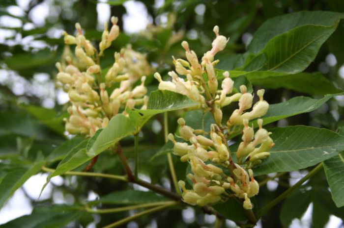 aesculus_flava