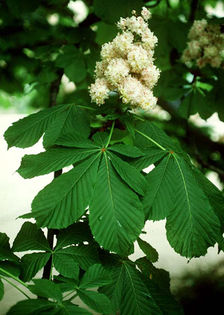 aesculus_indica