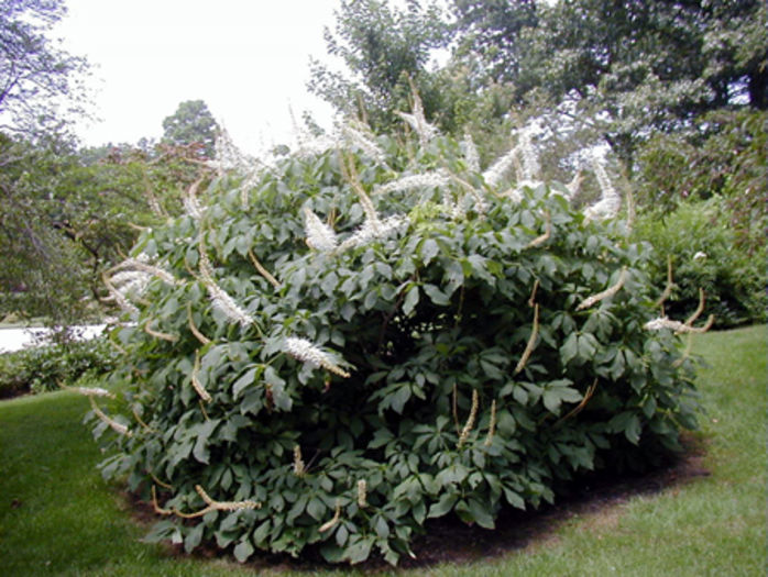 aesculus_parviflora