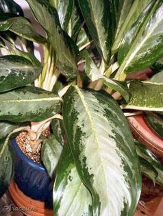 Aglaonema deborah - aglaonema plante preluate de pe net