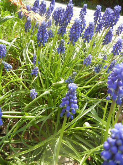 Muscari armeniacum (2014, April 01)