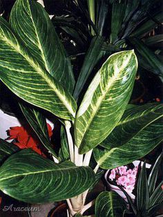 Aglaonema king of siam - aglaonema plante preluate de pe net