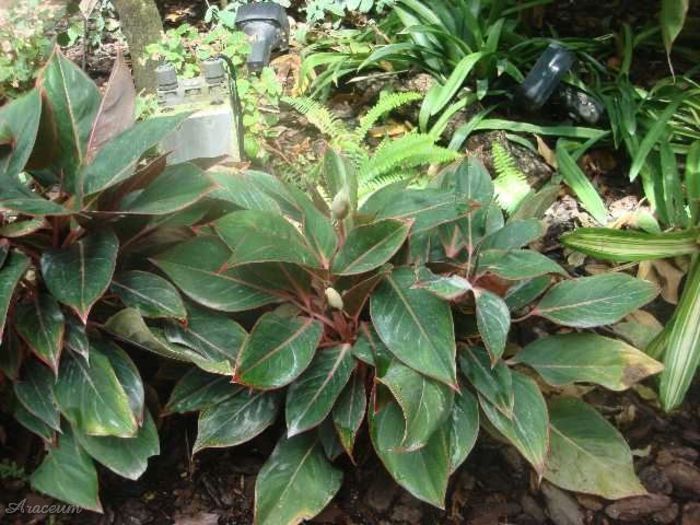 Aglaonema lipstick