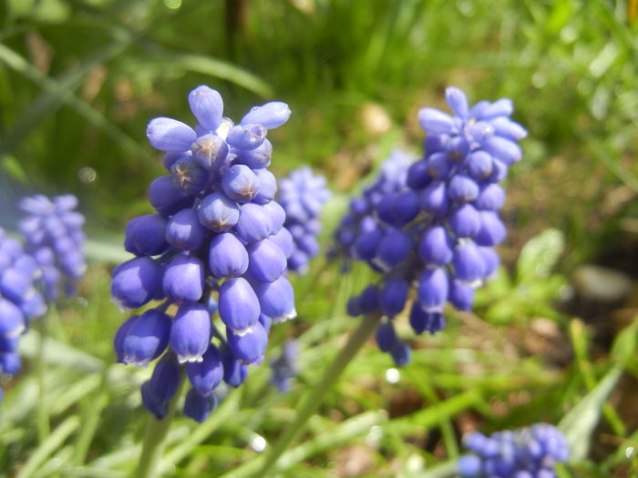 Muscari armeniacum (2014, April 01)