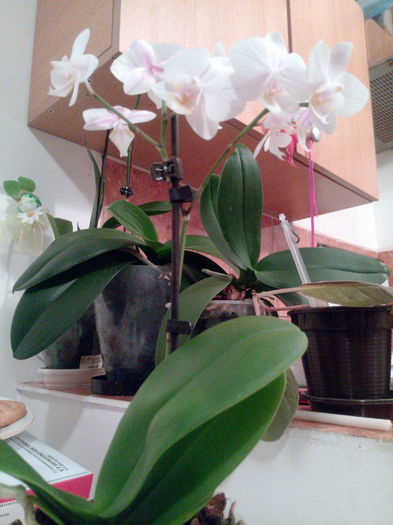 IMG_20141005_221104; Phalaenopsis multiflora
