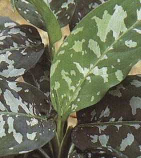 aglaonema pictum