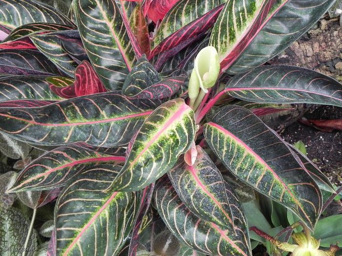 Aglaonema pride of sumatra - aglaonema plante preluate de pe net