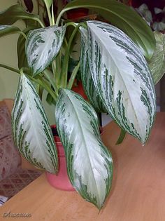 Aglaonema silver bay - aglaonema plante preluate de pe net