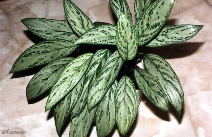 Aglaonema silver king - aglaonema plante preluate de pe net