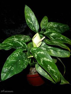 Aglaonema treubii - aglaonema plante preluate de pe net