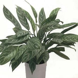 aglonema lilian - aglaonema plante preluate de pe net