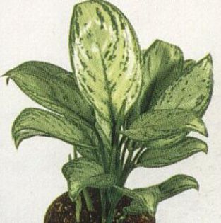 aglonema mariachristina