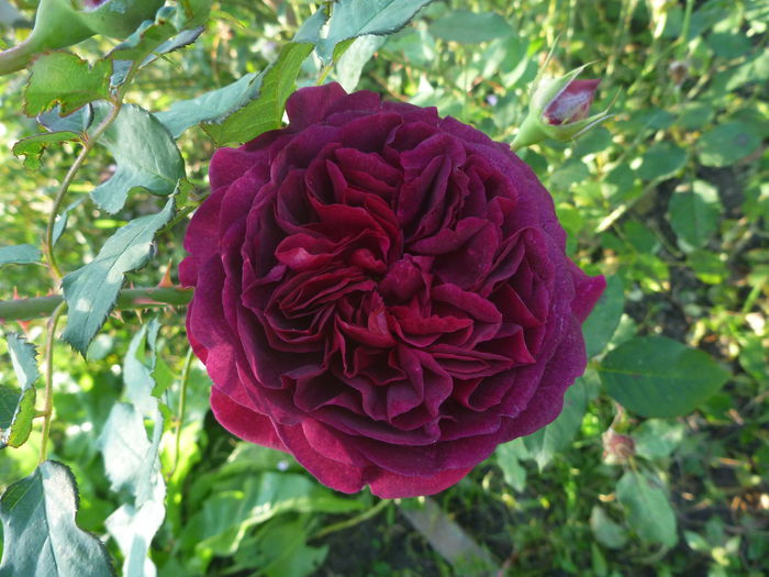 Munstead Wood - Trandafiri englezesti 2014 - II