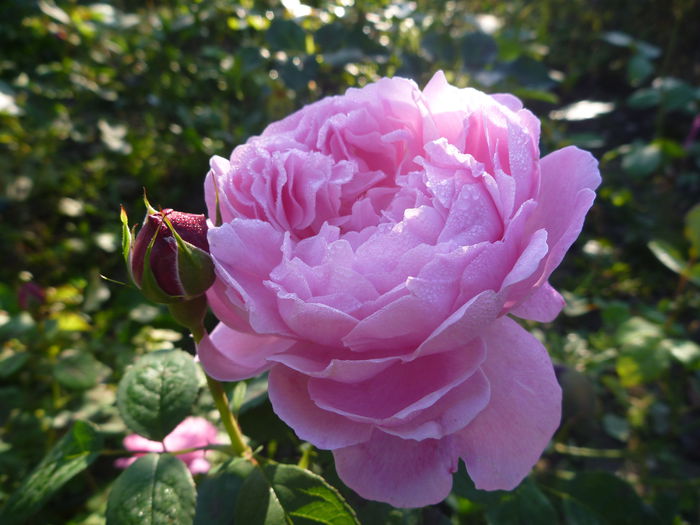 Mary Rose - Trandafiri englezesti 2014 - II