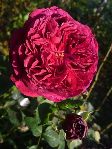 Falstaff - Trandafiri englezesti 2014 - II