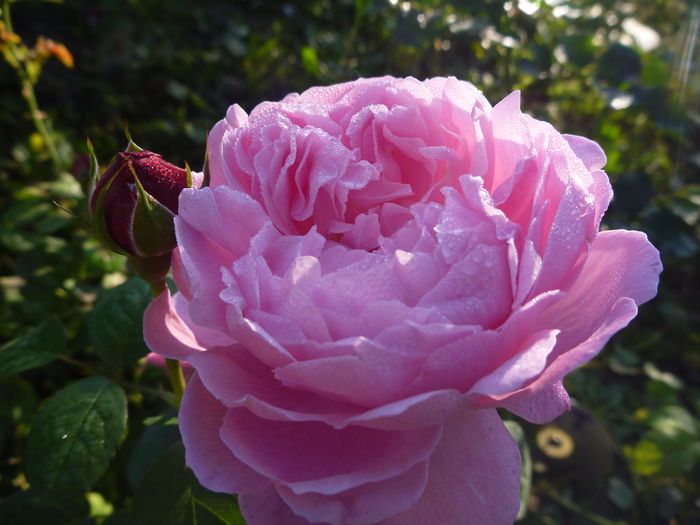  - Trandafiri englezesti 2014 - II