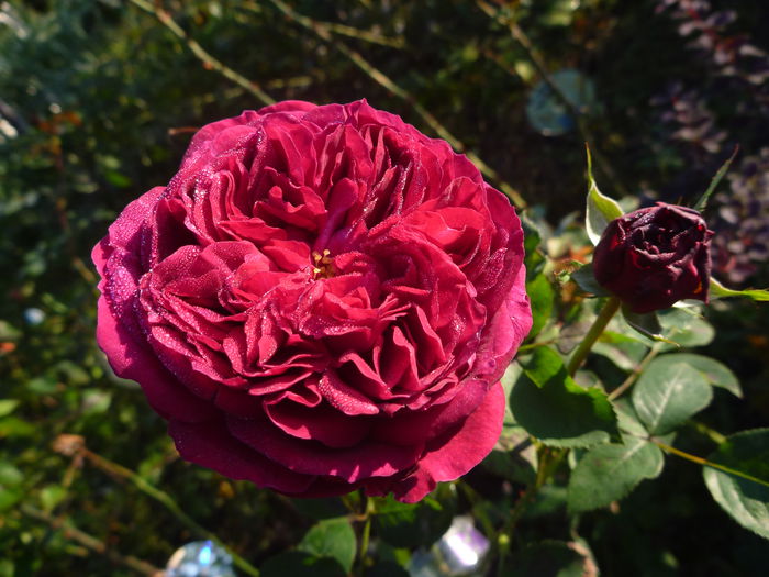 Falstaff - Trandafiri englezesti 2014 - II