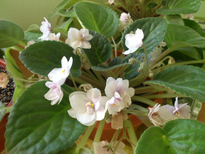 DSC_0037 - Violete inflorite