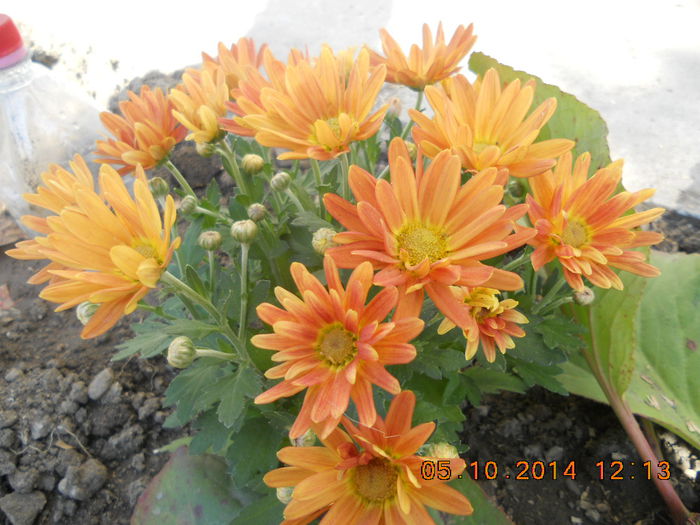 DSCN3514 - crizanteme si tufanici