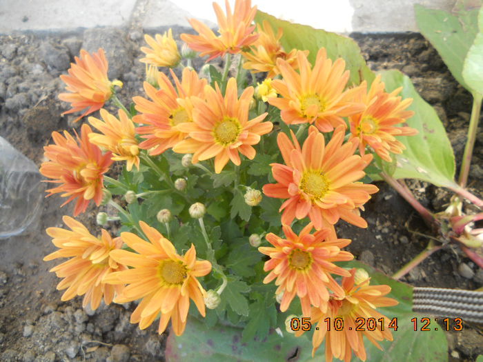 DSCN3513 - crizanteme si tufanici