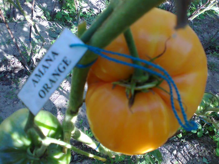 Fotografie3174 - TOMATE FOTO ALBUM 8