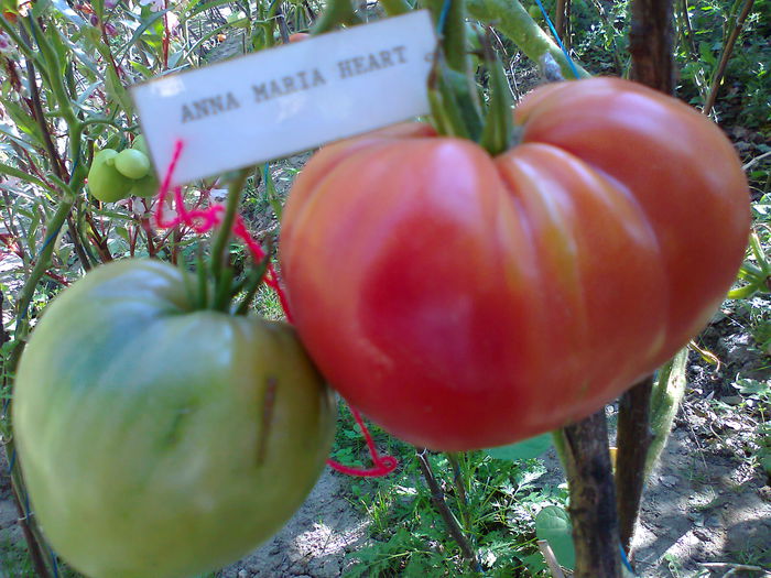 Fotografie3176 - TOMATE FOTO ALBUM 8