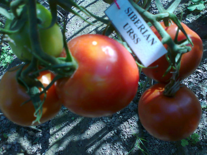 Fotografie3178 - TOMATE FOTO ALBUM 8