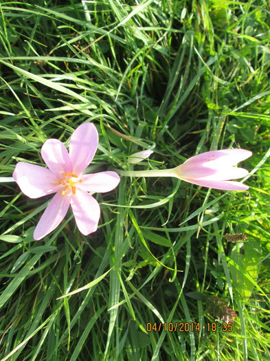 IMG_8906 - Culorile toamnei in octombrie