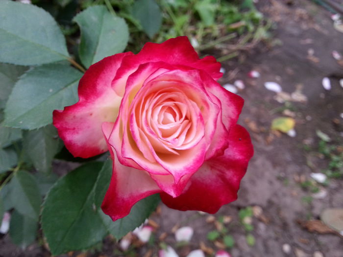 20141003_181228[1] - jubile du prince de monaco