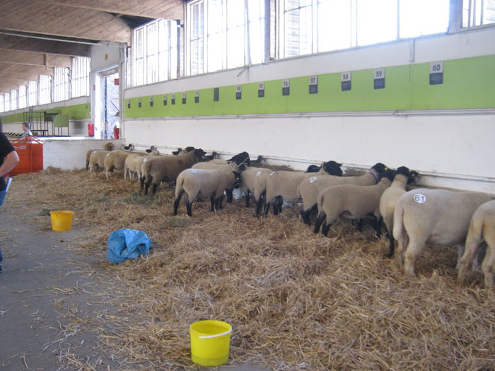 oi de rasa da carne -camp.N.Austria - 7-anunt important