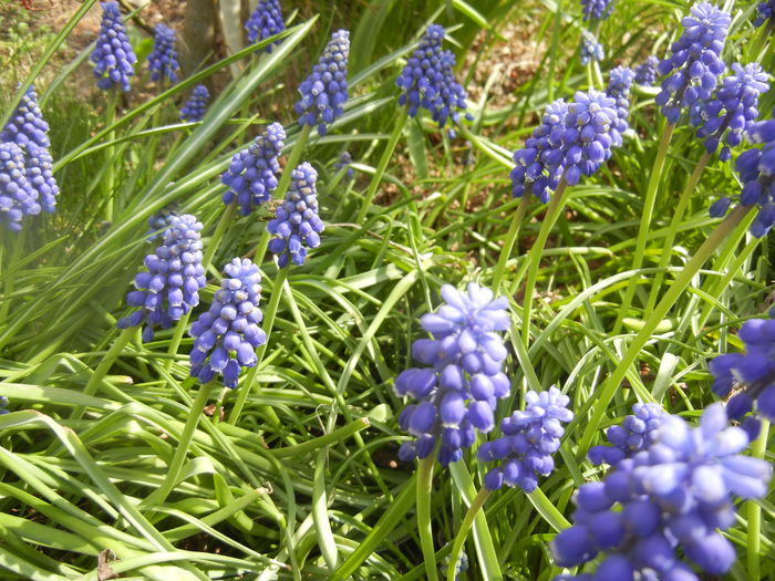Muscari armeniacum (2014, April 01)