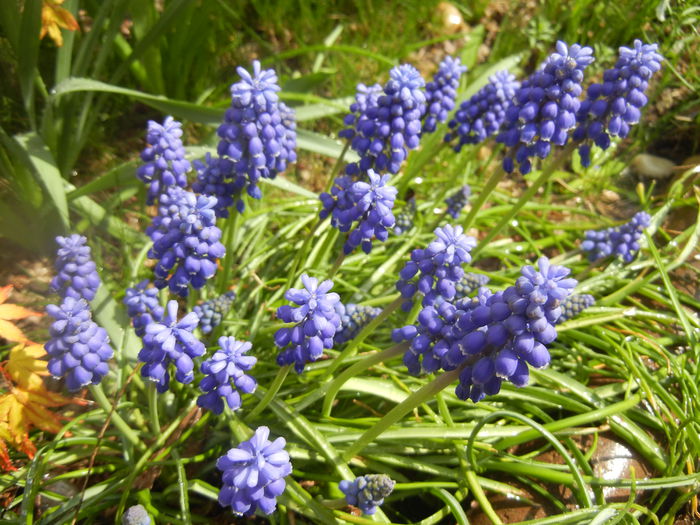 Muscari armeniacum (2014, April 01)